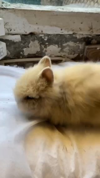 buck looking for new home