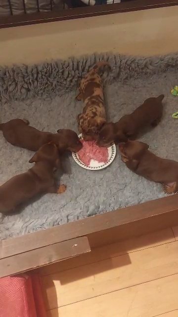 Gorgeous smooth haired Dachshund puppies