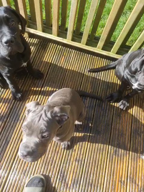 King Cane Corso Puppies (Massive Parents)