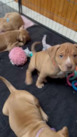 Bully Pups For Sale!