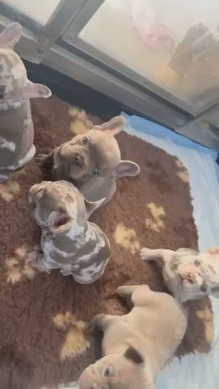 French Bulldogs