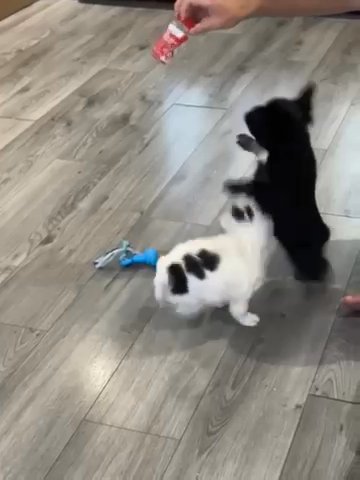 Full Fluffy Male And Female
