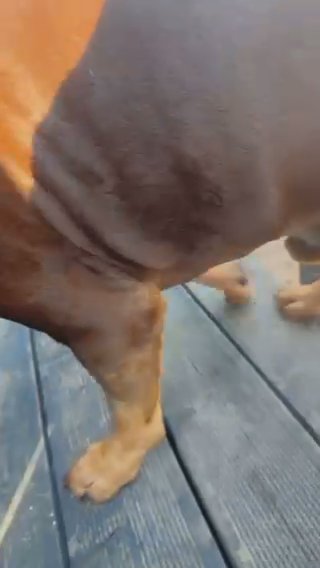 Chocolate Tri- American Bully STUD