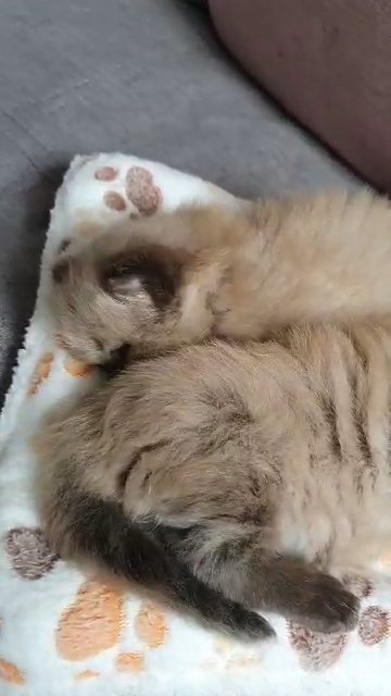 ragdoll kittens