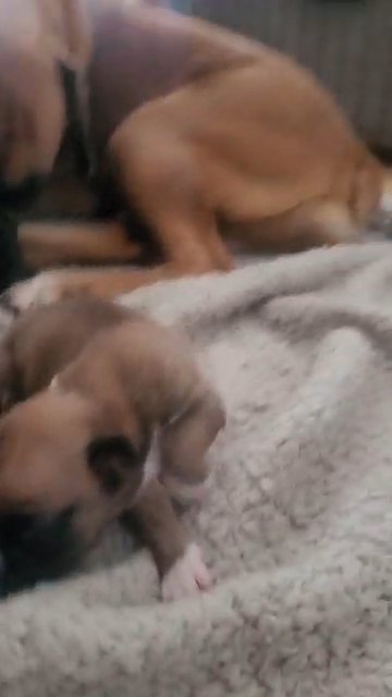 stunning KC reg flashy red bobtail boxer girl