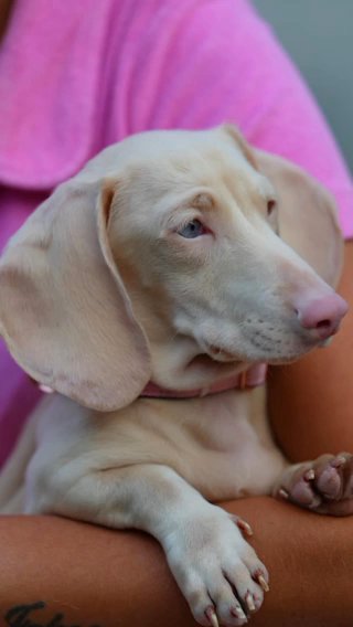 Mini Dashund