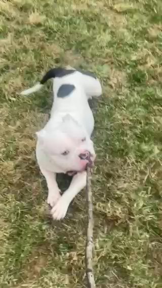 American Bully Stud