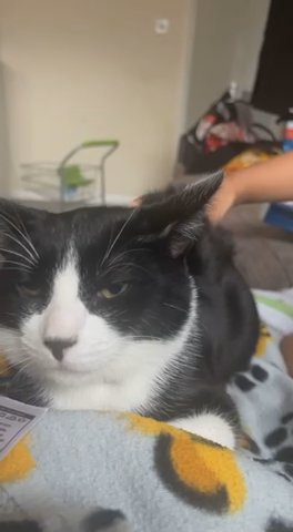 Black And White Cat