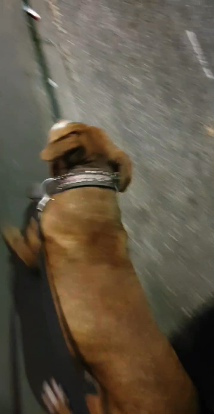 American bulldog