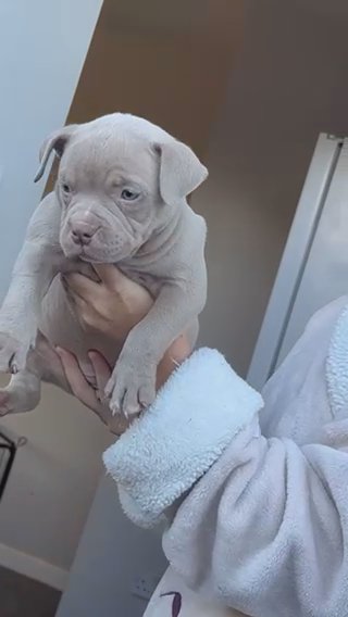 Pocket bully Females Avalable