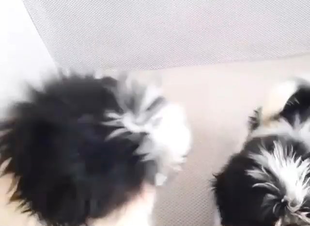 puppies love