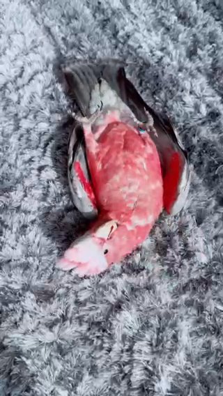 Galah