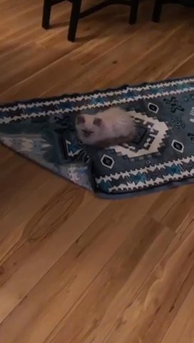Ragdoll Kitten