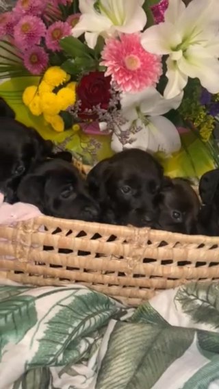 docker puppy’s dashound/cocker spaniel