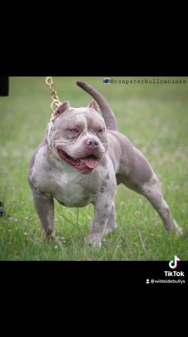 Pocket Bully Stud Lilac Merle