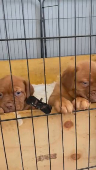 Kc Registered Dogue De Bordeaux Puppies Health Texted Parents