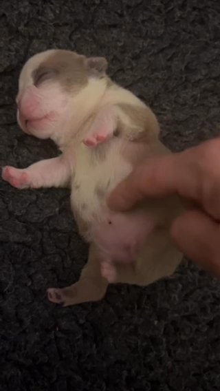 2 Amazing Girl French bulldogs Available Carrying Pink, Fluffy, Husky