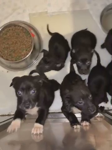 Pocket Bully Cross Border Collie