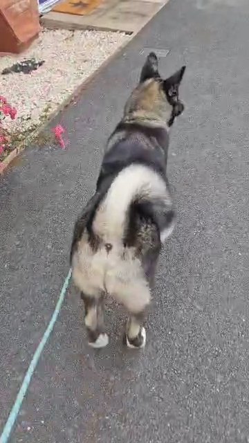 6 month old male Huskita