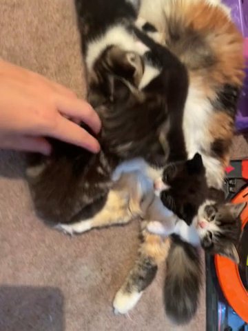 4 gorgeous boys for sale