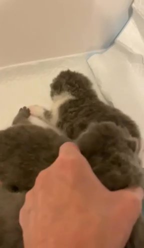 GCCF REGISTERED HEALTH TESTED KITTENS