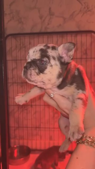 Merle French Bulldog Carrying Fluffy & Testable