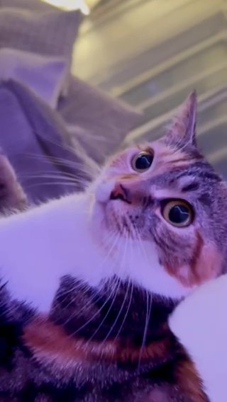 Looking To ReHome