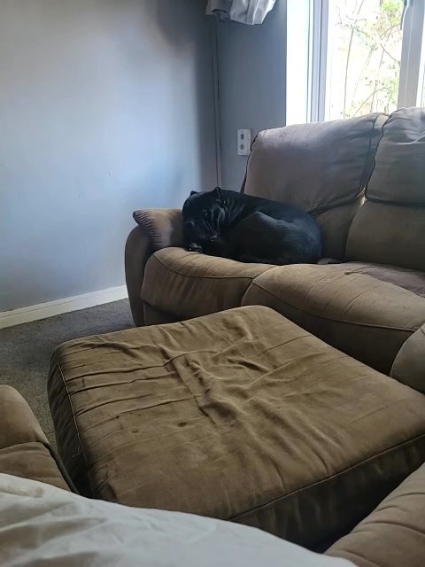 cane corso STUD