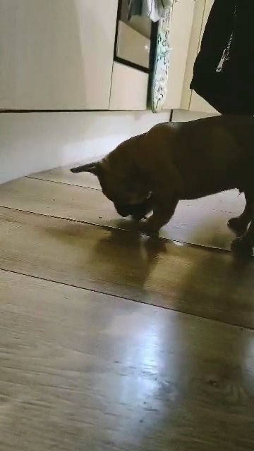 Puupy