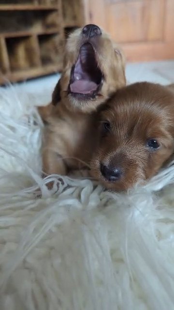 Long haired Miniature dachshunds
