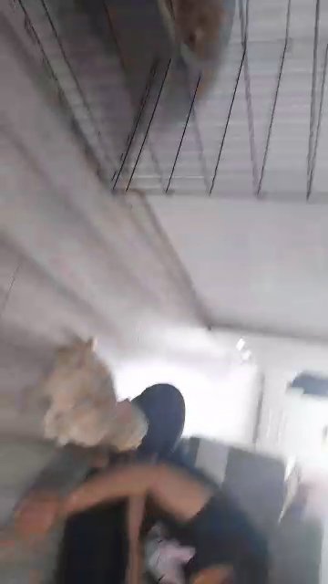 maltipoo