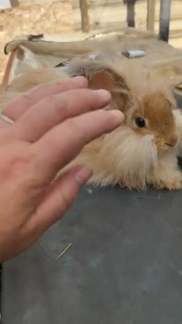 2 boy angora and 1 girl