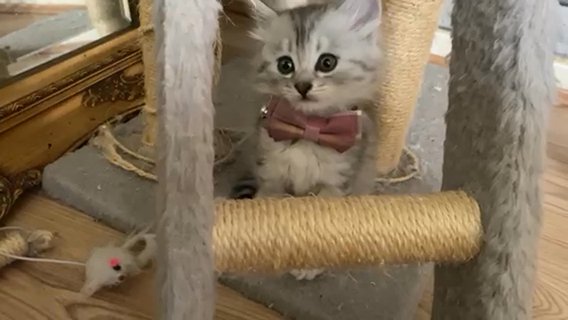 British Long Hair Kitten