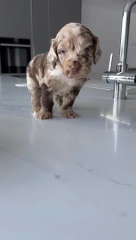 REDUCED LAST FEMALE READY TO LEAVE!! Gorgeous F1 Chocolate Cockapoo Litter
