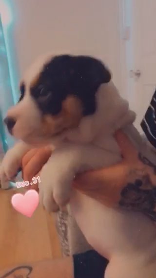 Bullpei