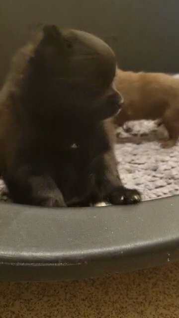 lovely Little pomchi pups