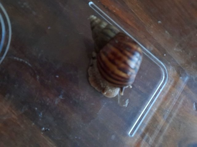 Baby Giant african land snail