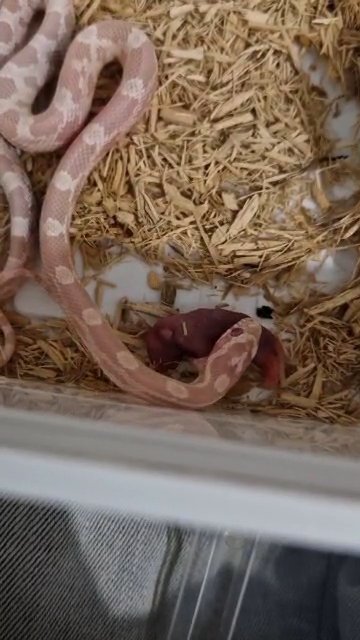 corn snakes