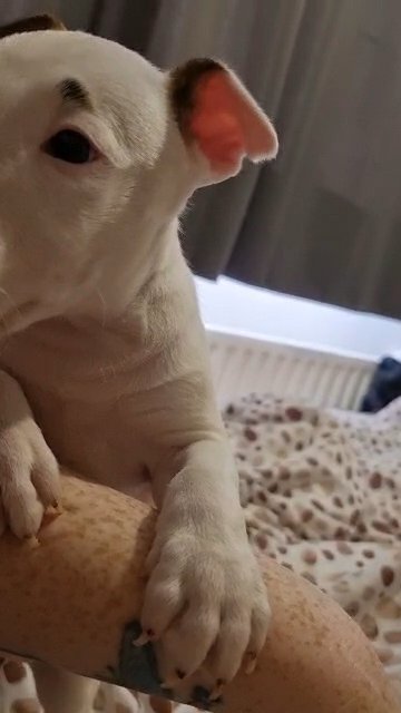 English bull terrier