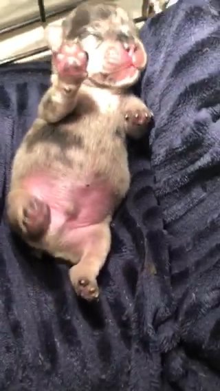 French Bulldog Puppies