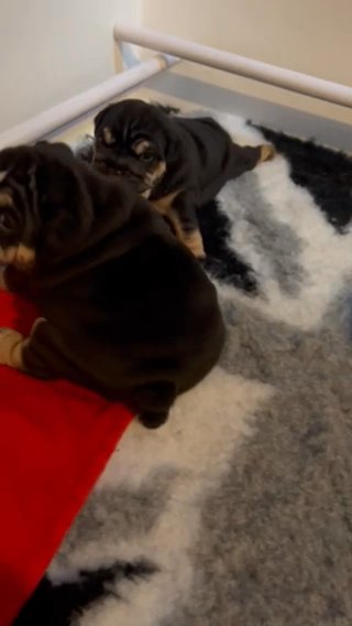 English bulldogs