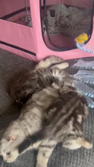 Scottish Fold And Straight Kittens