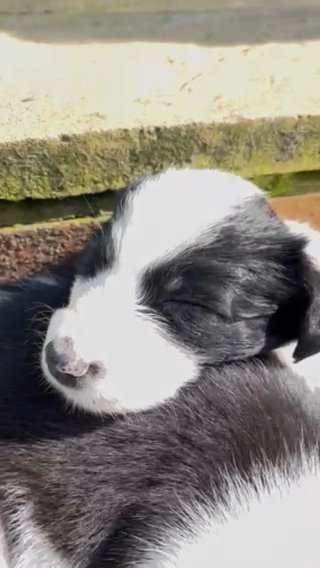 Blue Merle Border Collies