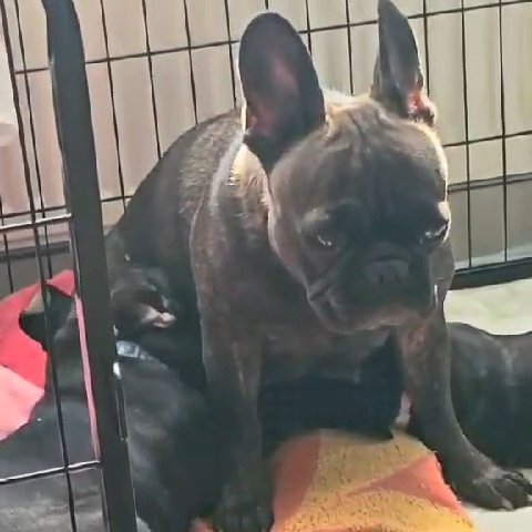 princess Agnes