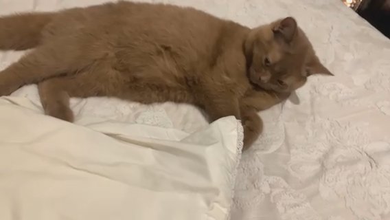 Rare Cinnamon British Shorthair Kitten