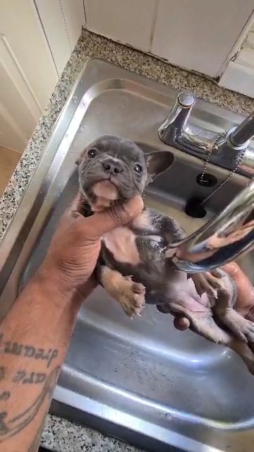 puppy bathtime