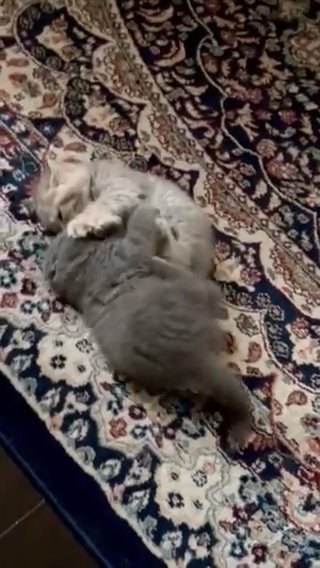 British Short Hair Kittens