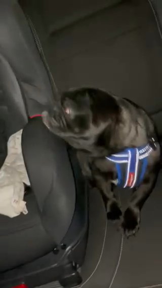 Pug For Sale
