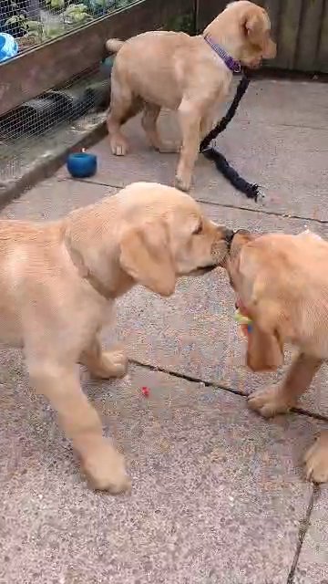 Labrador retriever 3 boys
