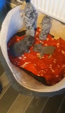 French Bulldogs
